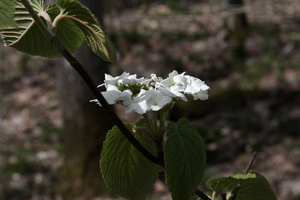 Viburnum lantanoides Alderleaf Viburnum Hobblebush in the Four Season Forest Sanctuary