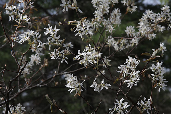 Serviceberry in the Four Season Forest Sanctuary
