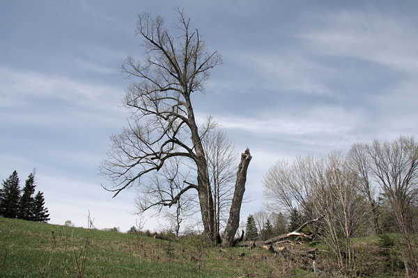 broken tree at Petawawa Research Forest former headquarters area