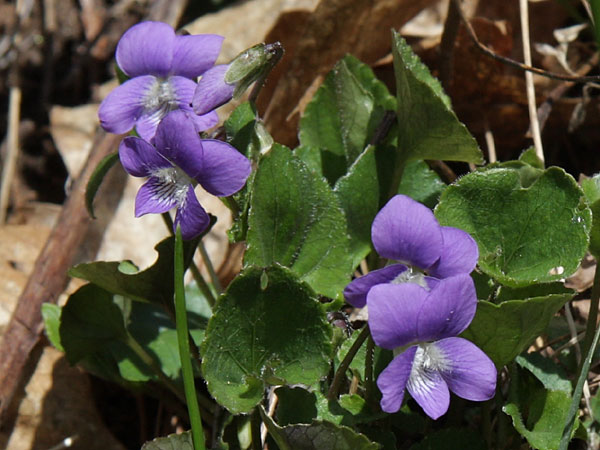 Blue Violets at Brigham Chute on the Barron River in Algonquin Park