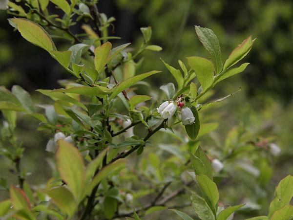 Blueberry Blossoms