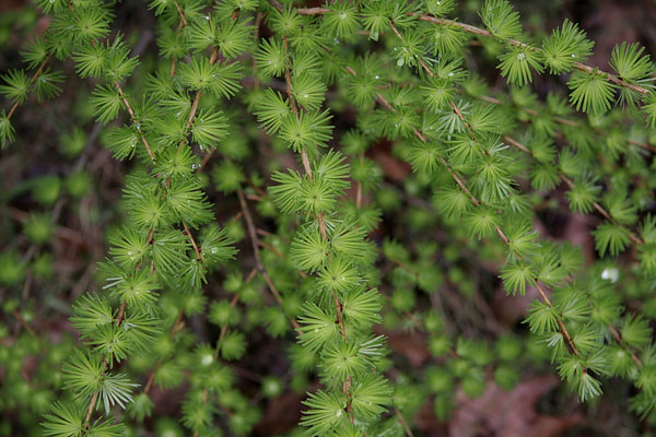 emergent needles on tamarack