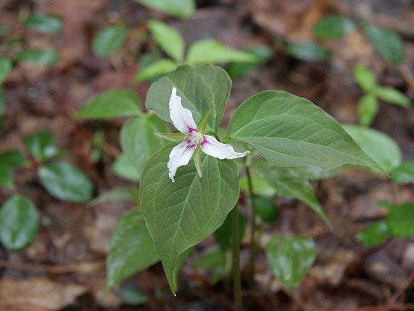 Trillium undulatum Painted Trillium