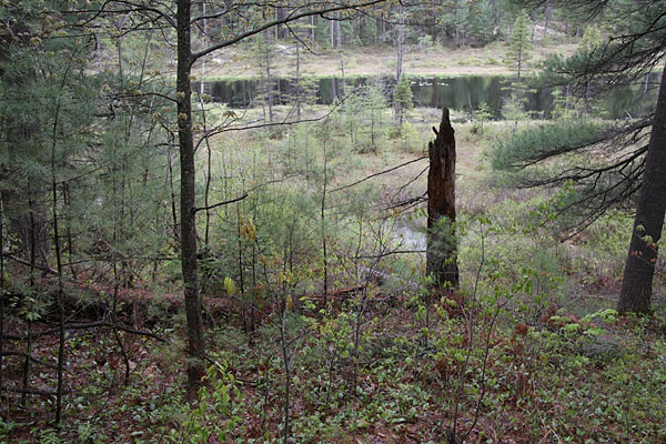 Maunsell Lake in the Petawawa Research Forest