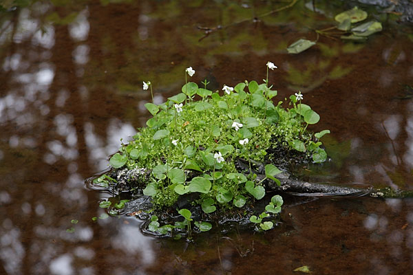Wild violets in the Petawawa Research Forest