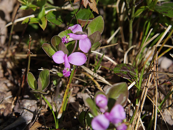 grasshopper on a fringed polygala