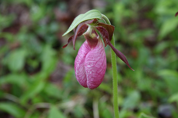 Cypripedium acaule Pink Ladysslipper