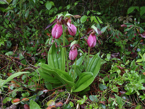 Cypripedium acaule Pink Ladysslipper