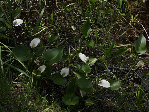 Calla palustris Waterarum Wild Calla