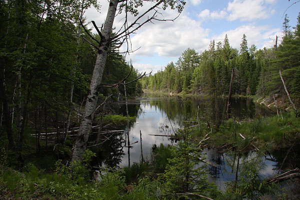 Unnamed creek along Bypass Road in Petawawa Research Forest