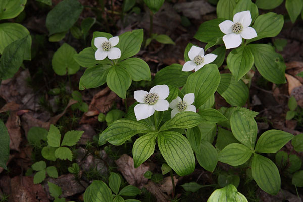 Cornus canadensis Bunchberry