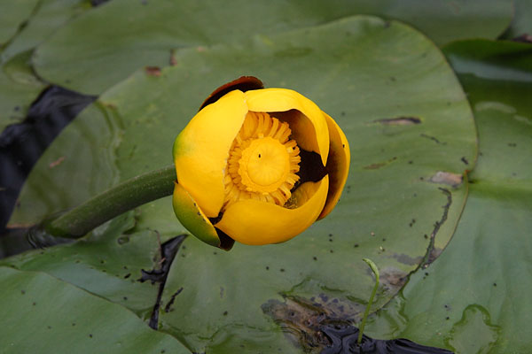 Nuphar variegata Bullhead PondLily Yellow Cowlily Yellow PondLily