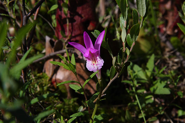Arethusa bulbosa Dragons Mouth Swamppink