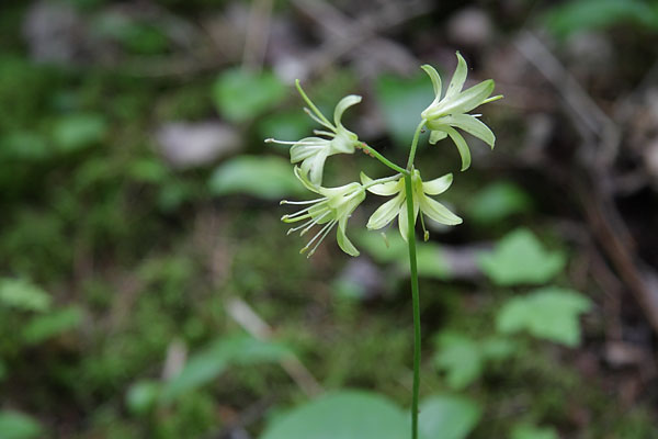 Clintonia borealis Bluebead Lily Clinton Lily Yellow Clintonia