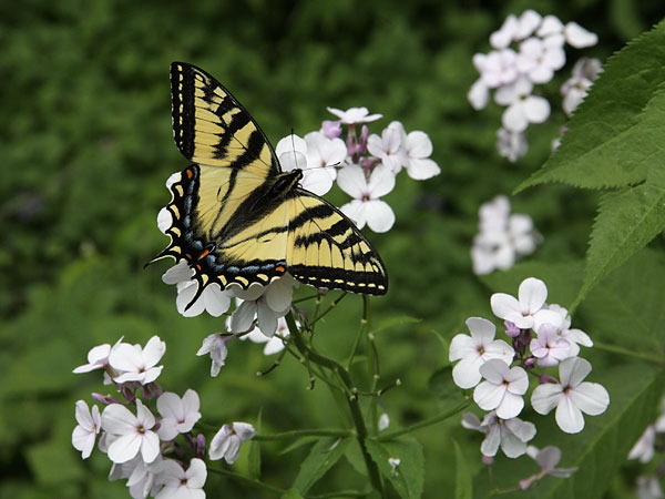 Saponaria officinalis Bouncingbet  canadian tiger swallowtail papilo canadensis