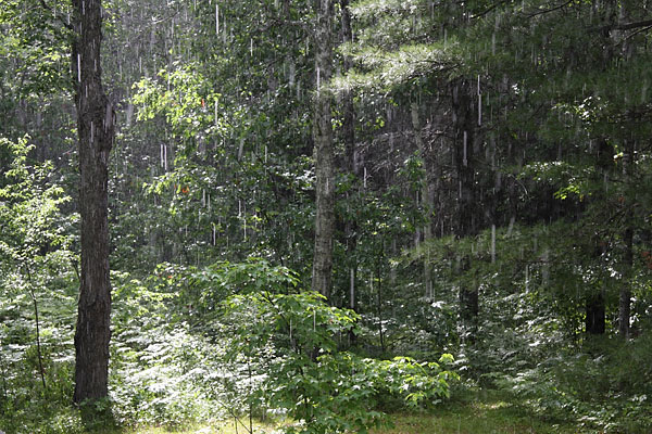 sun shower