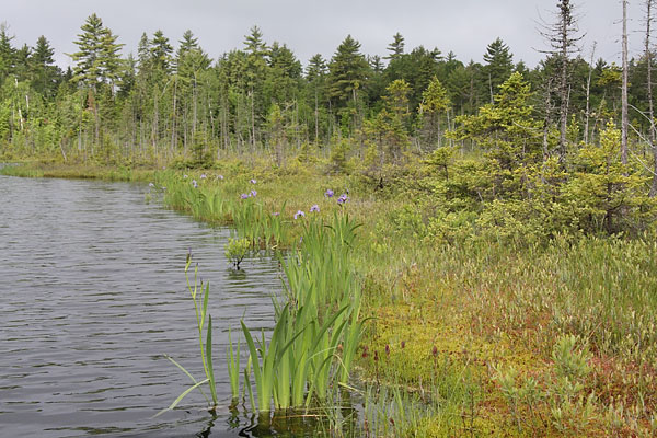 Bog