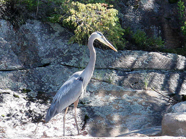 Great Blue Heron