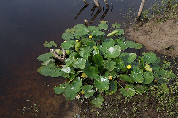 Nuphar variegata Bullhead PondLily