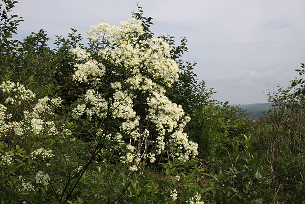 Thalictrum pubescens Tall Meadowrue