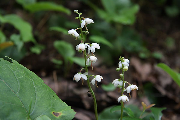 Pyrola americana American Wintergreen Roundleaved Pyrola