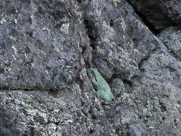 Gray Tree Frog Hyla versicolor