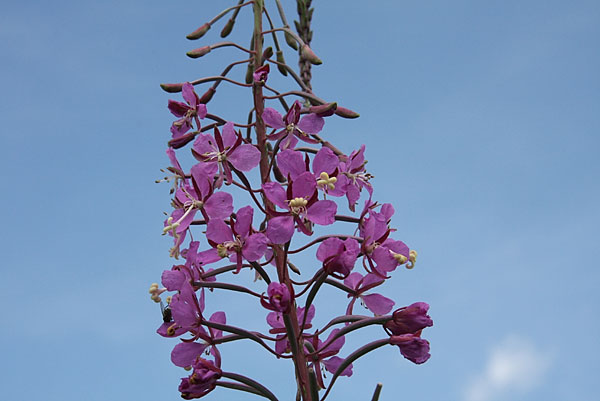 Epilobium angustifolium Fireweed