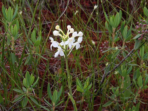 Platanthera blephariglottis Northern Whitefringed Orchid