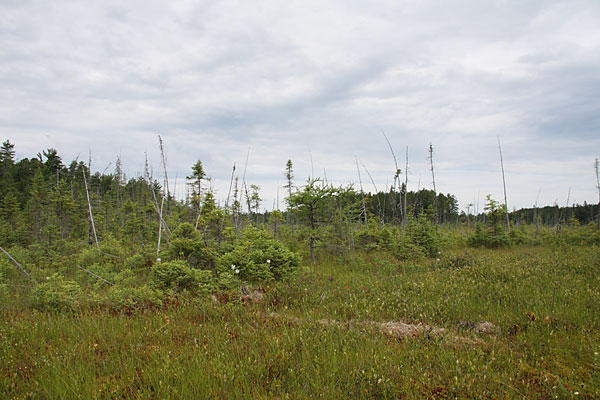 Platanthera blephariglottis Northern Whitefringed Orchid