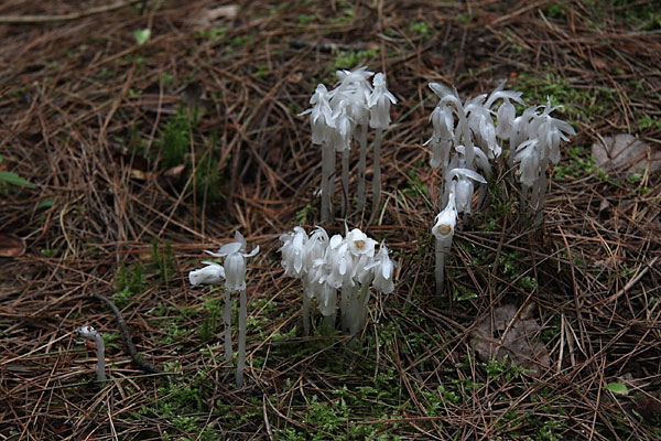Monotropa uniflora Indianpipe