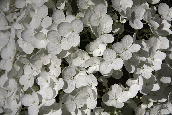 Hydrangea