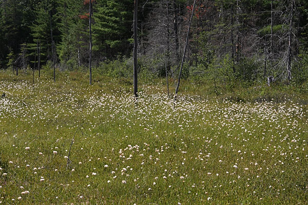 Cotton grass in the Petawawa Research Forest
