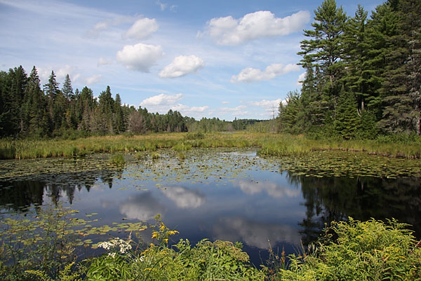 Beaver pond in the Petawawa Research Forest