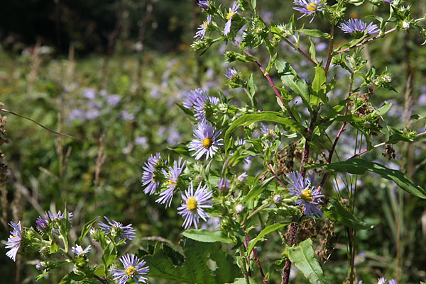 Late summer wildflowers