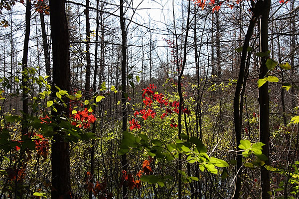 fall foliage along the Berm Lake Trail in Algonquin Park