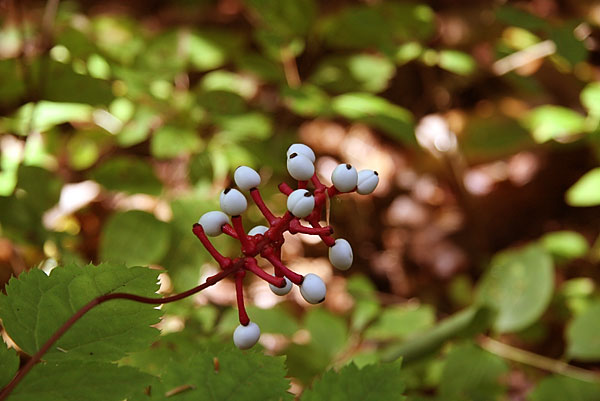 Actaea pachypoda White Baneberry along the Berm Lake Trail in Algonquin Park