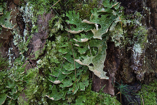 Lobaria pulmonaria Lungwort in eastern Algonquin Park