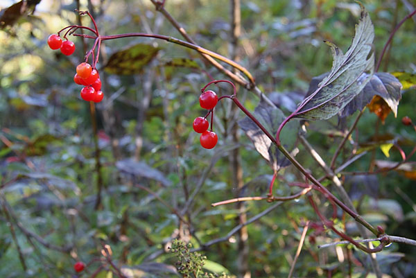 Viburnum trilobum Highbush Cranberry
