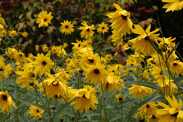 Fall Flowers Petawawa Research Forest