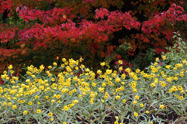 Fall Flowers Red Leaves Petawawa Research Forest