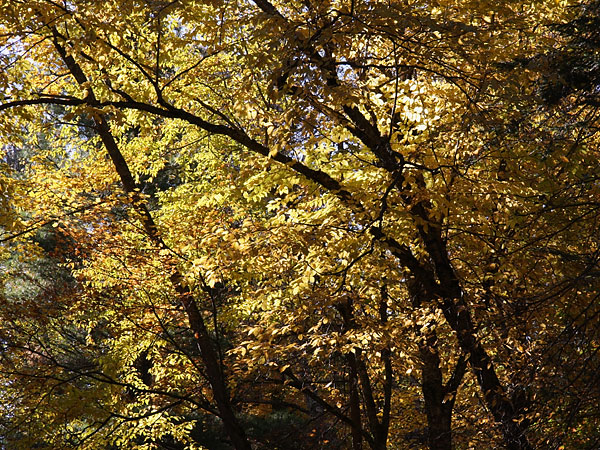 Yellow Leaves in the Petawawa Research Forest