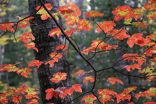 Red Green Leaves in the Four Seasons Forest Sanctuary