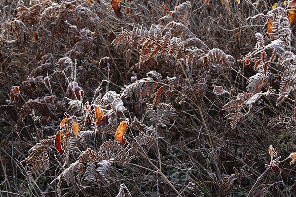 Late Season Bracken