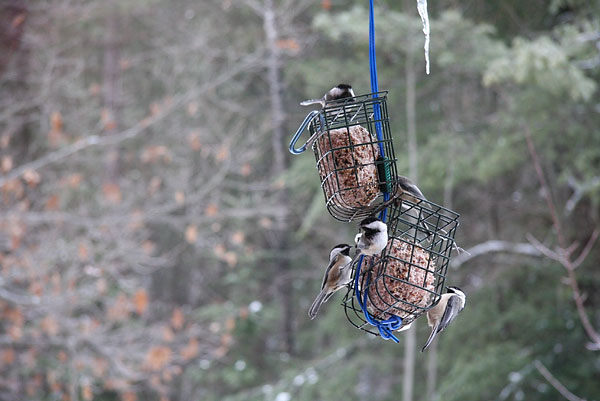 Five Chickadees on suet bird feeder