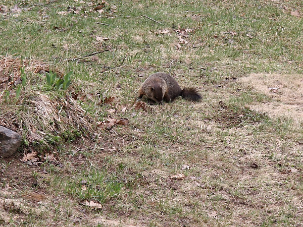 groundhog
