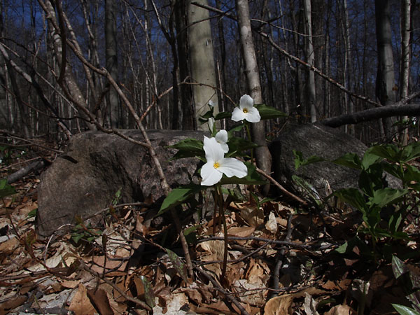 Trillium grandiflorum Largeflower Trillium White Trillium