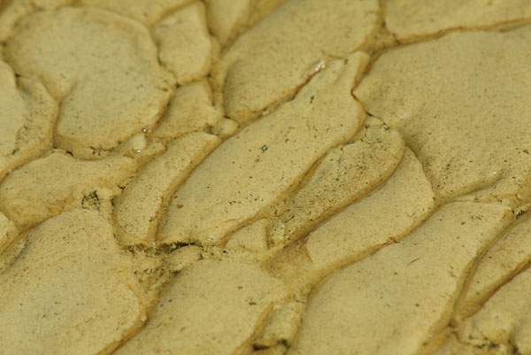 pine pollen at Deep River Pier