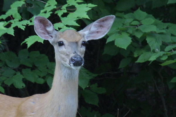 whitetailed deer