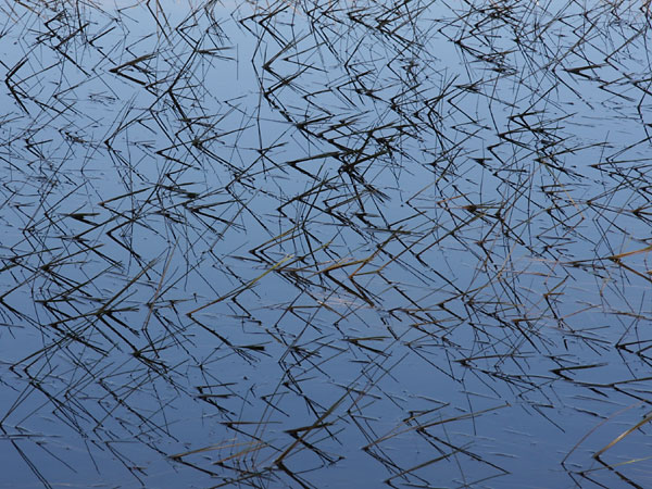 Reeds