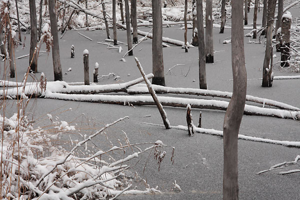 Unnamed Creek in the Petawawa Research Forest freezing up